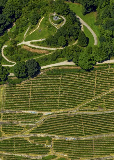 Viticulture at Freiburg Schlossberg in Oberau, Ludwigshöhe, Freiburg im Breisgau, Breisgau,