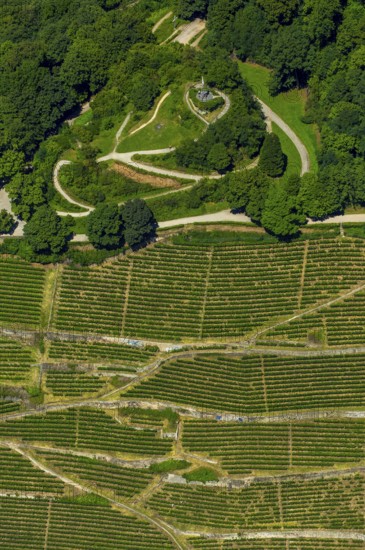 Viticulture at Freiburg Schlossberg in Oberau, Ludwigshöhe, Freiburg im Breisgau, Breisgau,