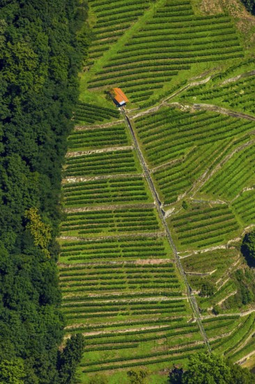 Viticulture at the Freiburg Schlossberg in the Oberau, Freiburg im Breisgau, Breisgau,