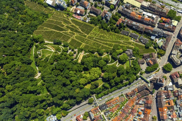Viticulture at Freiburg Schlossberg in Oberau, Ludwigshöhe, Freiburg im Breisgau, Breisgau,