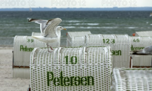 Jetty with beach chairs, seagull, Grömitz, Baltic Sea, Schleswig-Holstein, Germany, Europe, aerial