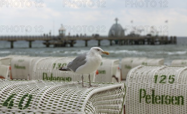 Jetty with beach chairs, seagull, Grömitz, Baltic Sea, Schleswig-Holstein, Germany, Europe, aerial