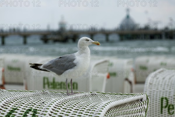 Jetty with beach chairs, seagull, Grömitz, Baltic Sea, Schleswig-Holstein, Germany, Europe, aerial