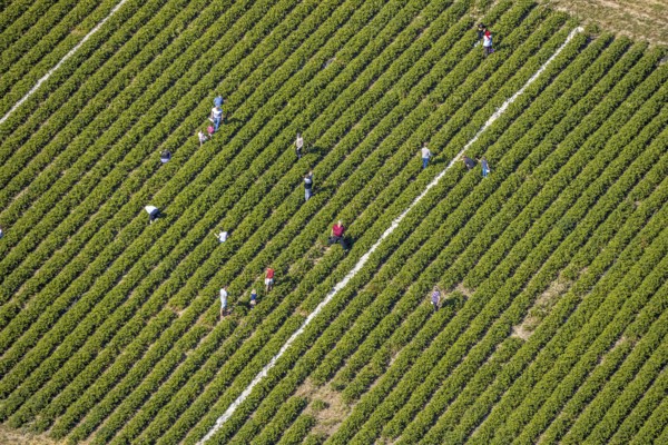 Aerial view, strawberry fields, Elberfelder Straße, Gennebreck, Sprockhövel, Ruhr area, North