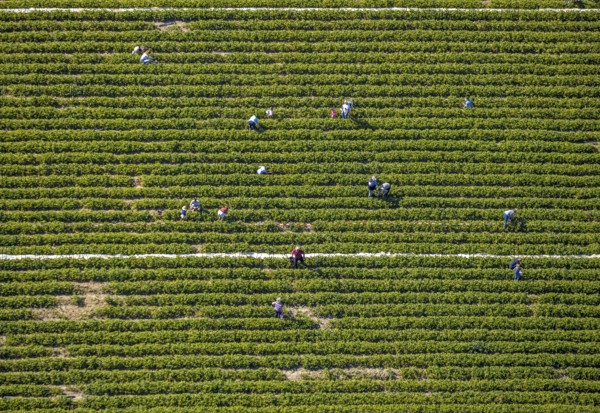 Aerial view, strawberry fields, Elberfelder Straße, Gennebreck, Sprockhövel, Ruhr area, North