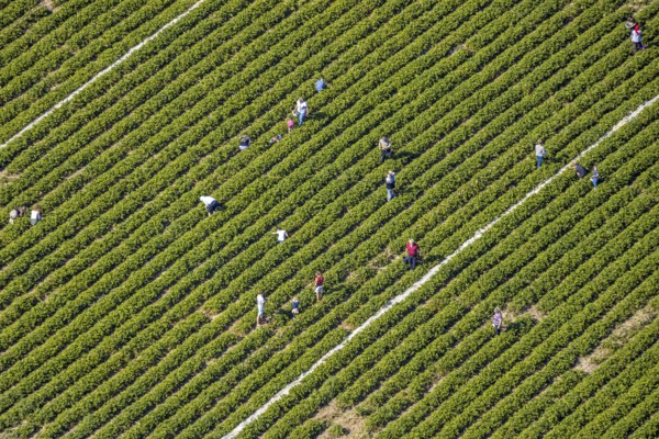 Aerial view, strawberry fields, Elberfelder Straße, Gennebreck, Sprockhövel, Ruhr area, North