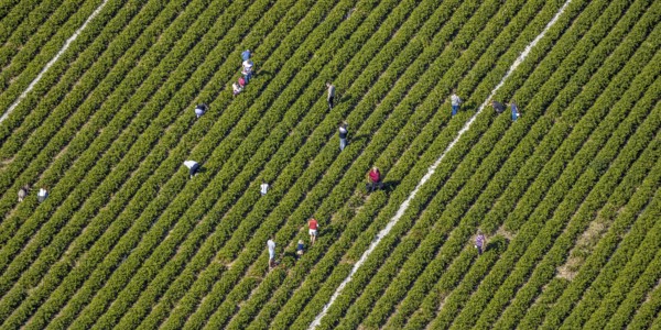 Aerial view, strawberry fields, Elberfelder Straße, Gennebreck, Sprockhövel, Ruhr area, North