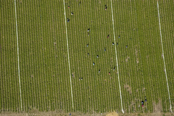 Aerial view, strawberry fields, Elberfelder Straße, Gennebreck, Sprockhövel, Ruhr area, North