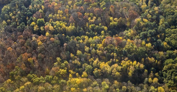 Aerial view, forest area, Möllen, Voerde, Ruhr area, North Rhine-Westphalia, Germany, DE, Europe,