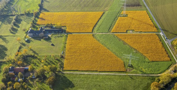 Aerial view, meadows and fields Mehrstraße, Friedrichsfeld, Voerde, Ruhr area, North