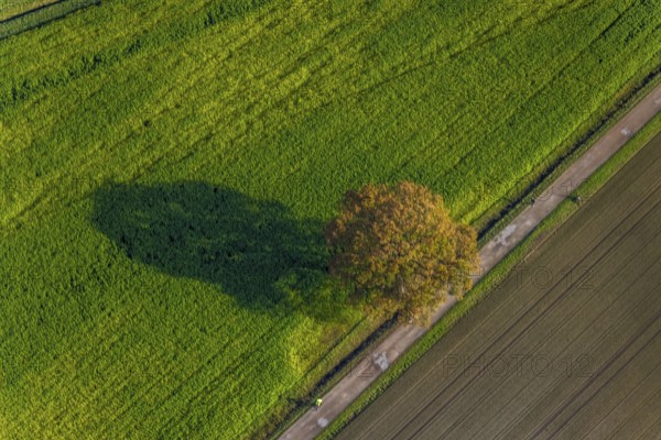 Aerial photo, field, meadow, field, field path with a tree, autumn leaves, Nordkirchen,