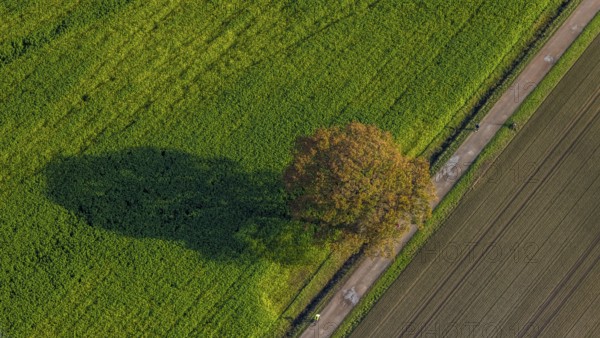 Aerial photo, field, meadow, field, field path with a tree, autumn leaves, Nordkirchen,