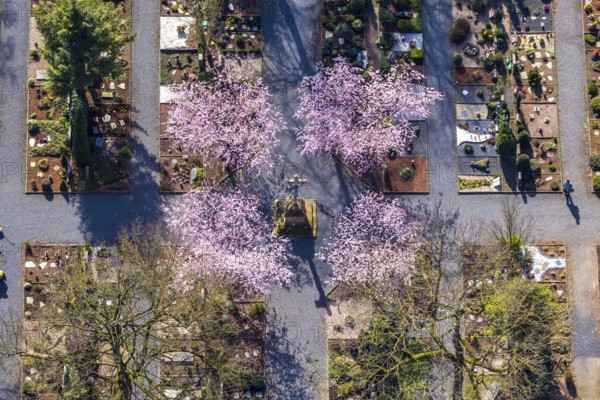 Aerial view, park cemetery, Rota winter cherry, Prunus subhirtella, flowering trees, cross, cross