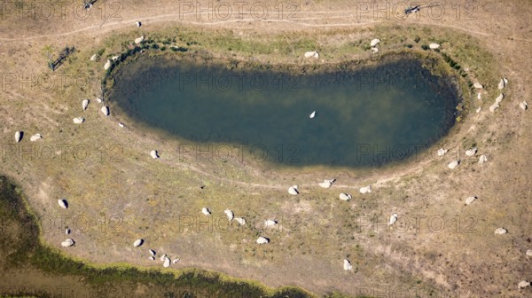 Aerial view, sheep at waterhole at Bergen Lake, lambs, lamb, Bislich, Wesel, Ruhr area, Lower