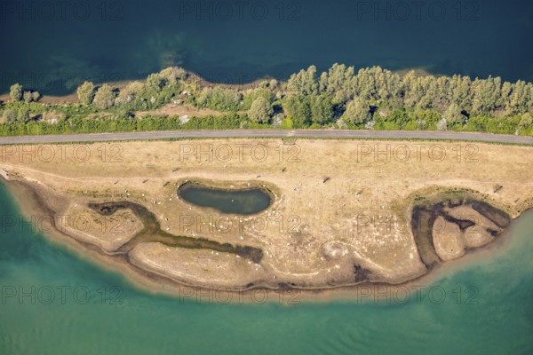 Aerial view, sheep at waterhole at Bergen Lake, lambs, lamb, Bislich, Wesel, Ruhr area, Lower