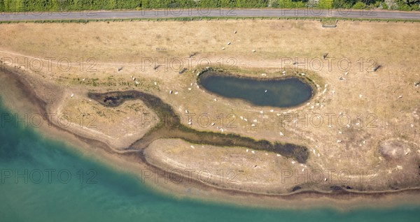 Aerial view, sheep at waterhole at Bergen Lake, lambs, lamb, Bislich, Wesel, Ruhr area, Lower