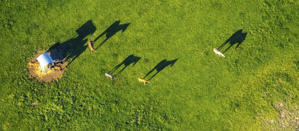 Aerial view, horses and feeding place on a green meadow, riding facility Stapelskotten, shapes and