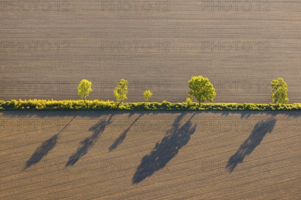 Aerial view, row of trees with shadow on a field, Münster, Münsterland, North Rhine-Westphalia,