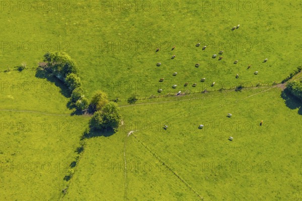 Aerial view, cows on green meadow, Münster, Münsterland, North Rhine-Westphalia, Germany, DE,