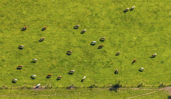 Aerial view, cows on green meadow, Münster, Münsterland, North Rhine-Westphalia, Germany, DE,