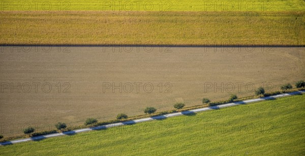 Aerial view, row of trees at the roadside, Krewinkel, Lippetal, Kreis Soest, North