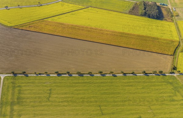 Aerial view, row of trees at the roadside, Krewinkel, Lippetal, Kreis Soest, North