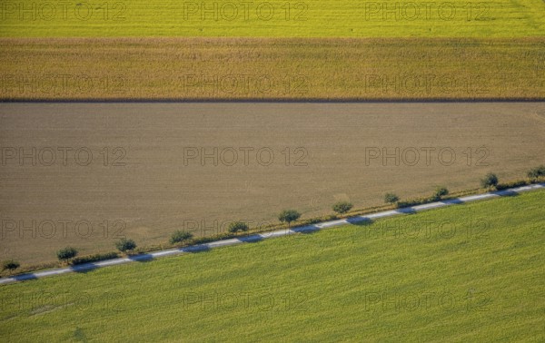 Aerial view, row of trees at the roadside, Krewinkel, Lippetal, Kreis Soest, North