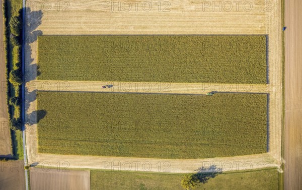 Aerial view, meadows and fields, harvest time, Herzfeld, Lippetal, Kreis Soest, North