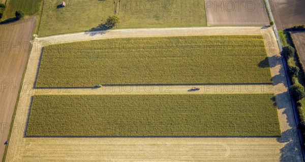 Aerial view, meadows and fields, harvest time, Herzfeld, Lippetal, Kreis Soest, North