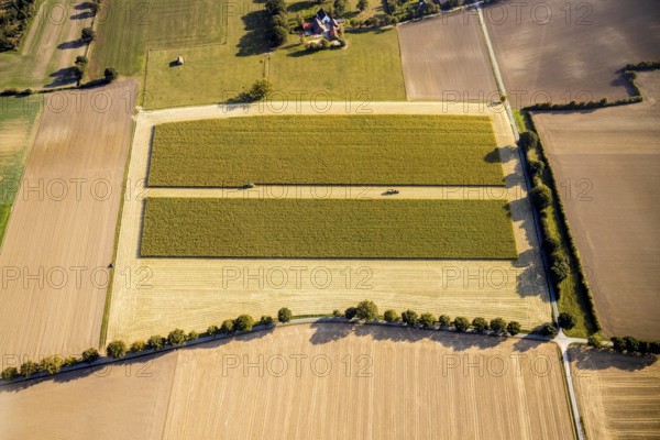 Aerial view, meadows and fields, harvest time, Herzfeld, Lippetal, Kreis Soest, North