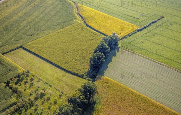 Aerial view, meadows and fields with row of trees, Herringhausen, Lippstadt, Kreis Soest, North