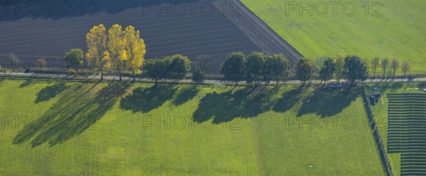 Aerial view, tree avenue, meadows and fields, Schermbeck, Ruhr area, North Rhine-Westphalia,