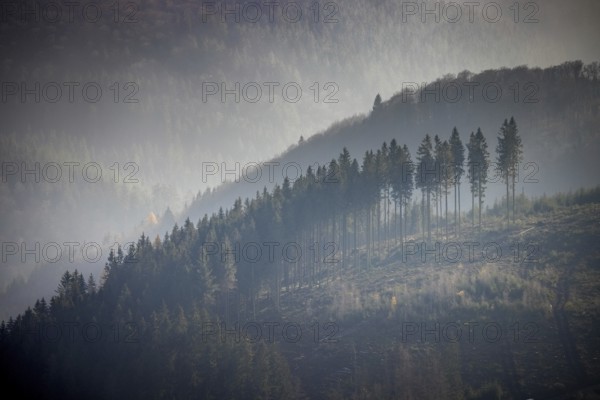 Aerial view, hilltop in fog, forest damage, Bödefeld, Schmallenberg, Sauerland, North