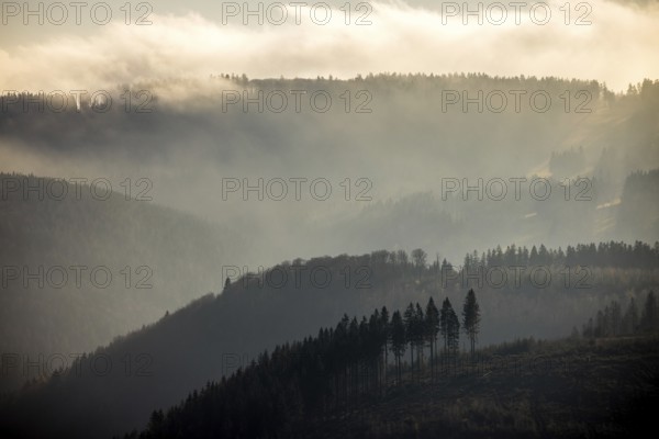 Aerial view, hilltop in fog, forest damage, Bödefeld, Schmallenberg, Sauerland, North