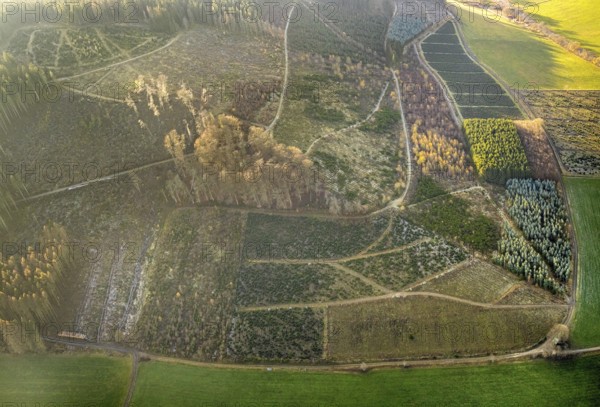 Aerial view, hilltop, forest damage, Bödefeld, Westernbödefeld, Schmallenberg, Sauerland, North