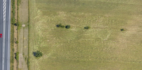 Aerial view, Mown field, Single trees, Mörs, Ruhr area, North Rhine-Westphalia, Germany, DE,