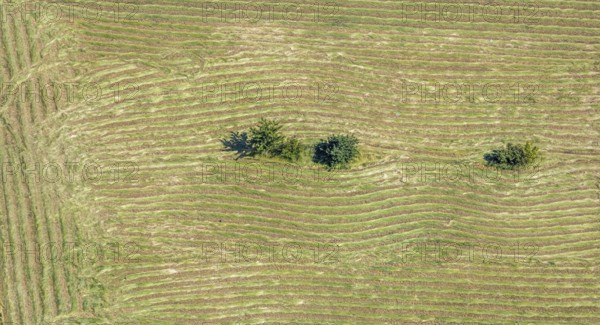 Aerial view, Mown field, Single trees, Mörs, Ruhr area, North Rhine-Westphalia, Germany, DE,