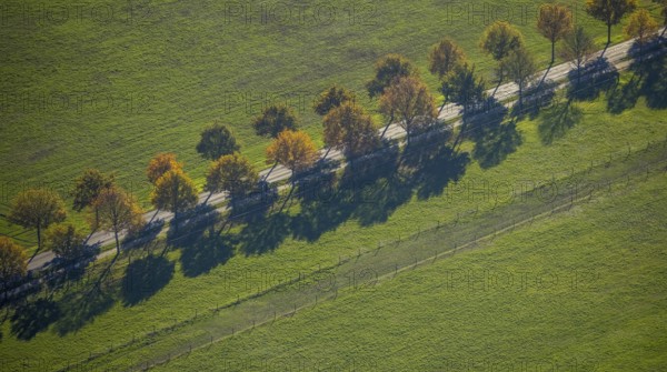 Aerial view, row of trees on a country road, Steinbrückenstraße, Moers-Hülsdonk, Mörs, Ruhr area,