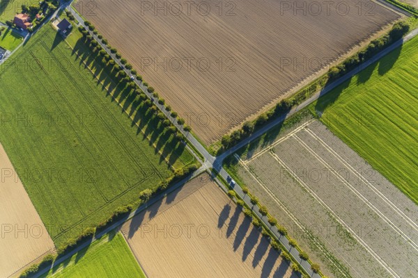 Aerial view, tree row with shadow, crossroads, Gehlenbeck, Lübbecke, Ostwestfalen-Lippe, OWL, North