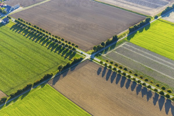 Aerial view, tree row with shadow, crossroads, Gehlenbeck, Lübbecke, Ostwestfalen-Lippe, OWL, North