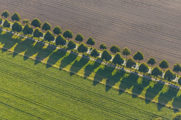Aerial view, row of trees with shadows, Gehlenbeck, Lübbecke, Ostwestfalen-Lippe, OWL, North