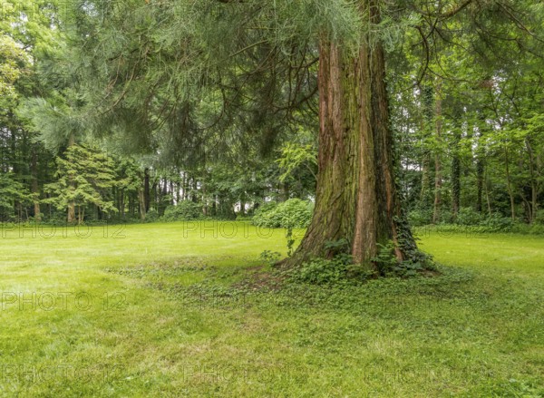 Idyllic park scenery with trees and grass at summer time