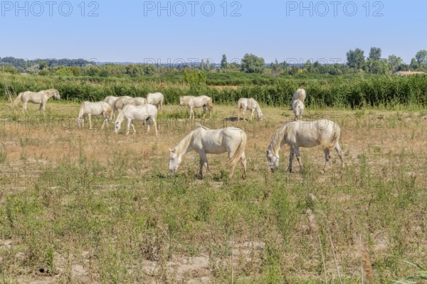 Some Camargue horses seen in in the Camargue, a area in Southern France