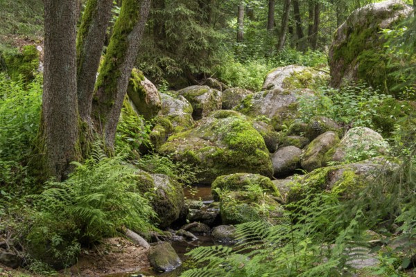 Impression at the idyllic nature reserve named Hoelle in the Bavarian Forestin Southern Germany at