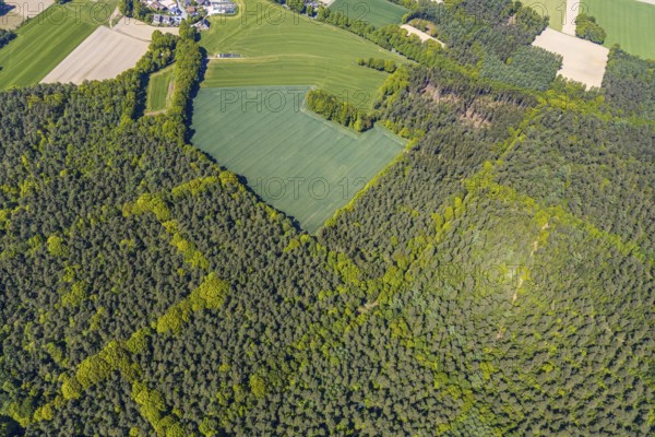 Aerial view, forest area Holtwick, mixed forest, Haltern am See, Münsterland, Ruhr area, North