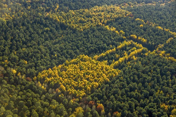 Aerial view, forest area, planned wind turbines, Bergbossendorf, Haltern am See, Ruhr area, North