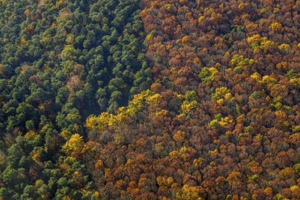 Aerial view, forest area, planned wind turbines, Bergbossendorf, Haltern am See, Ruhr area, North
