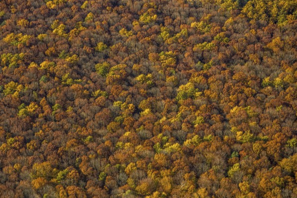 Aerial view, forest area, planned wind turbines, Bergbossendorf, Haltern am See, Ruhr area, North