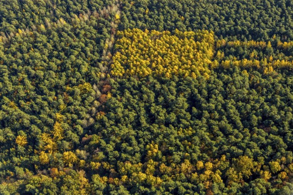 Aerial view, forest area, planned wind turbines, Bergbossendorf, Haltern am See, Ruhr area, North