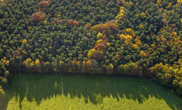 Aerial view, forest area, planned wind turbines, Bergbossendorf, Haltern am See, Ruhr area, North